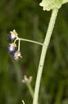 West Indian nightshade